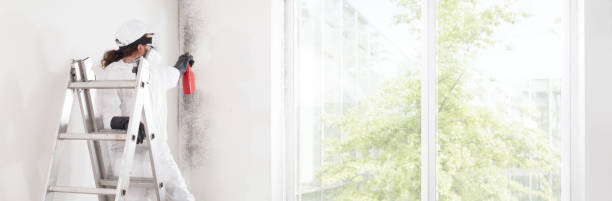 Reliable Finneytown, OH Mold Removal Solutions